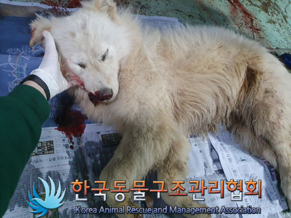 한국동물구조관리협회_441414202300289