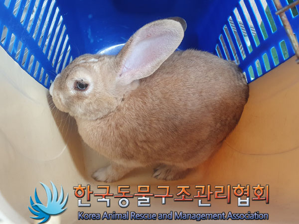 한국동물구조관리협회_441559202300347