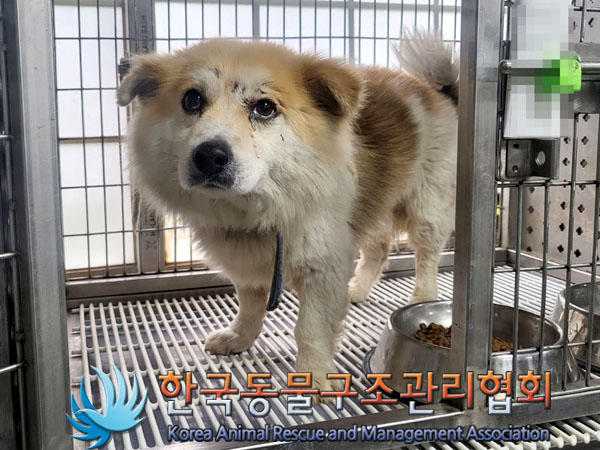 한국동물구조관리협회_441409202300636