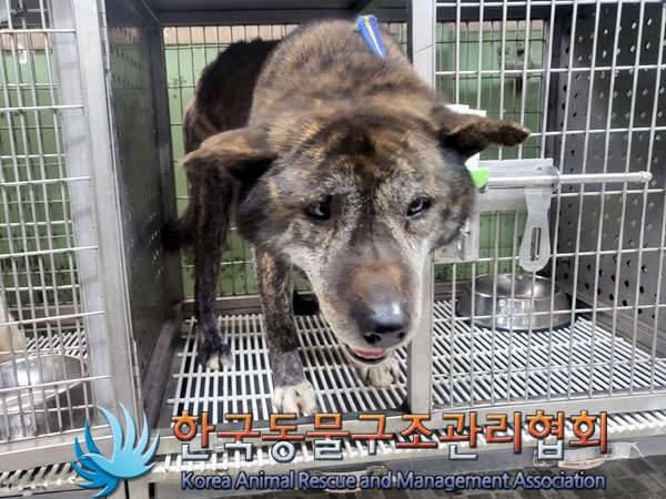 한국동물구조관리협회_441406202300546