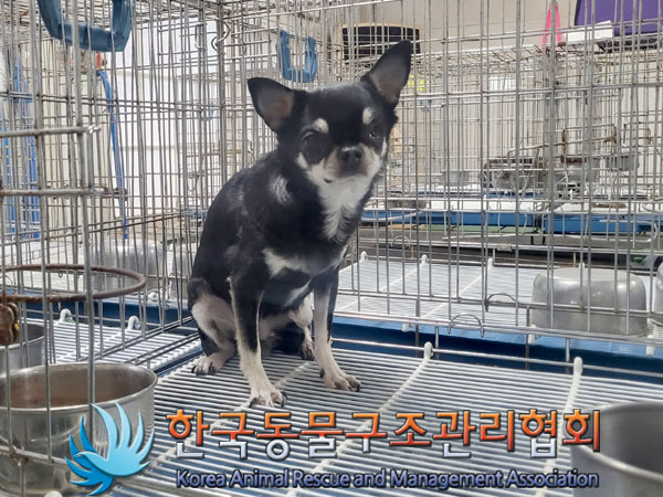 한국동물구조관리협회_411303202300157
