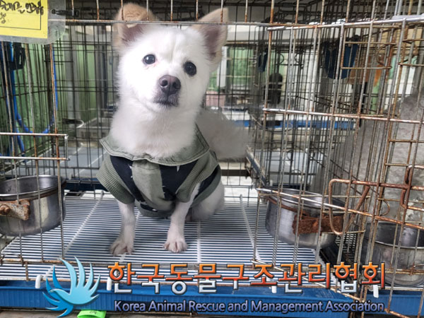 한국동물구조관리협회_411323202300312