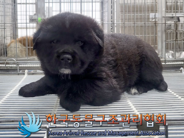 한국동물구조관리협회_441560202300438