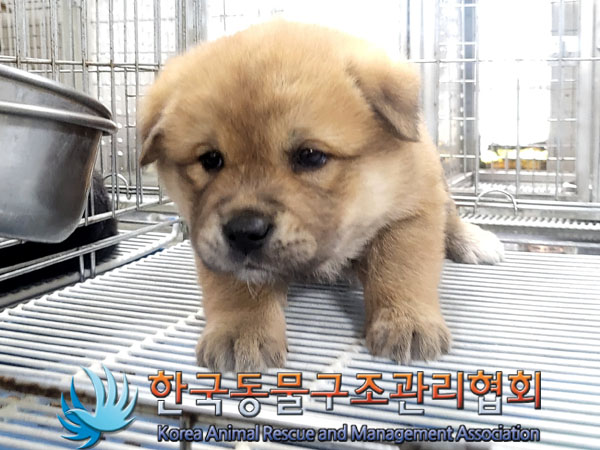 한국동물구조관리협회_441560202300437