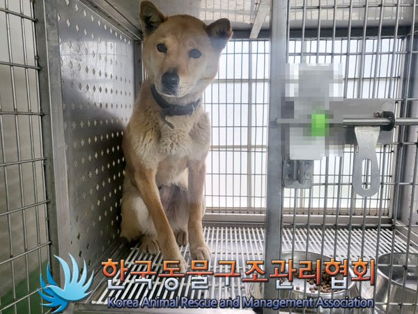 한국동물구조관리협회_411300202300121