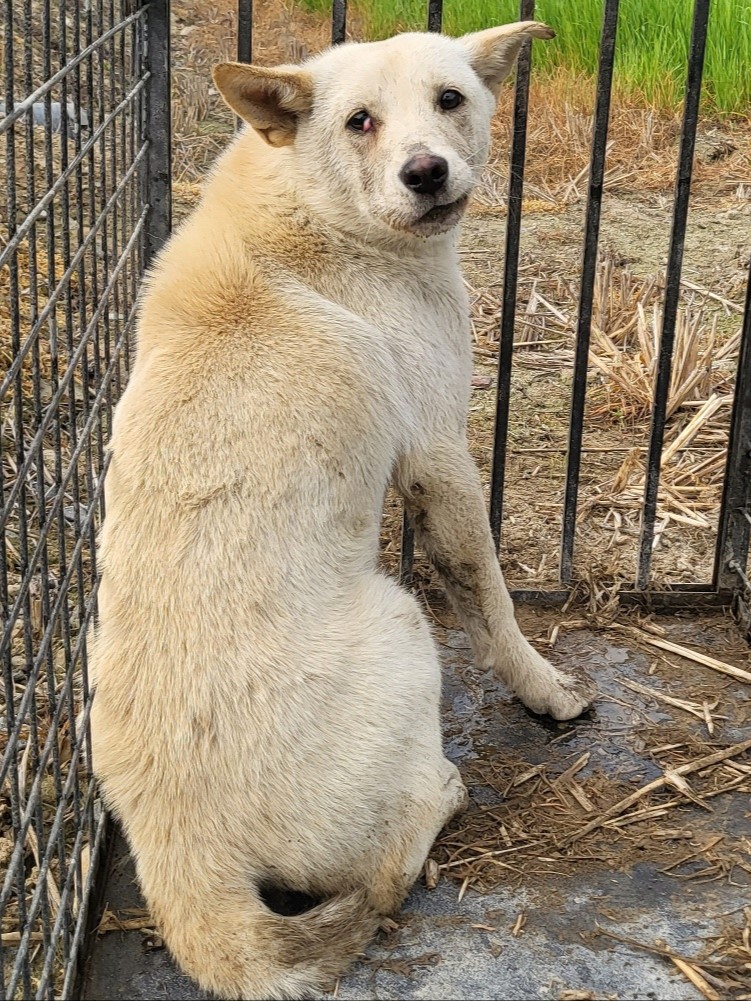 밀양시동물보호센터_448536202300908