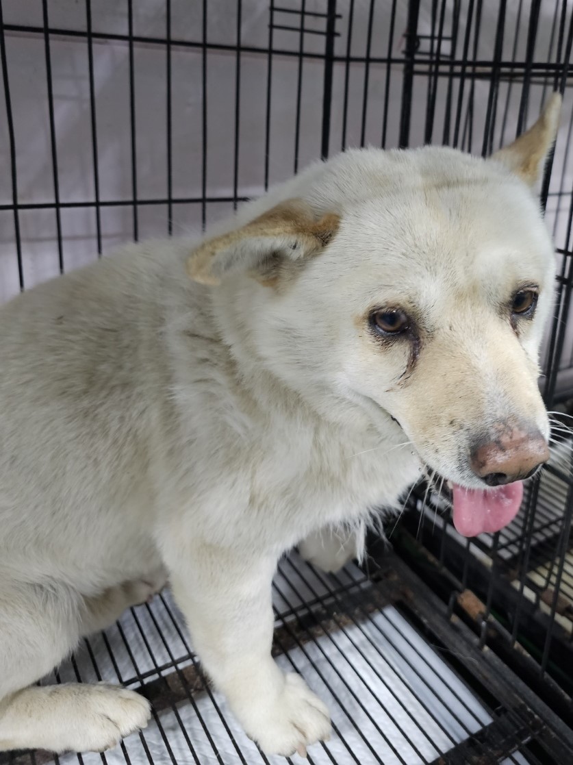 밀양시동물보호센터_448536202300921