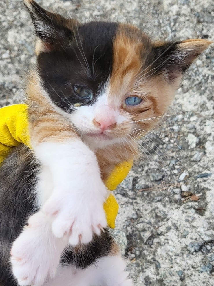 보호중 한국 고양이…