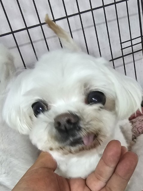 밀양시동물보호센터_448536202300920