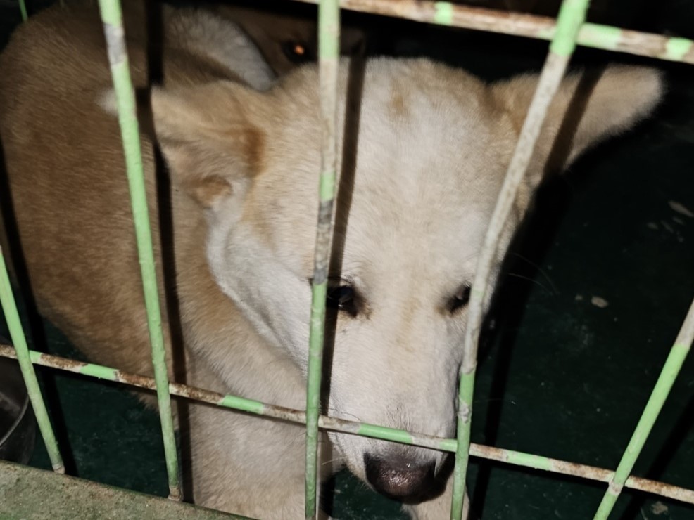 밀양시동물보호센터_448536202300919