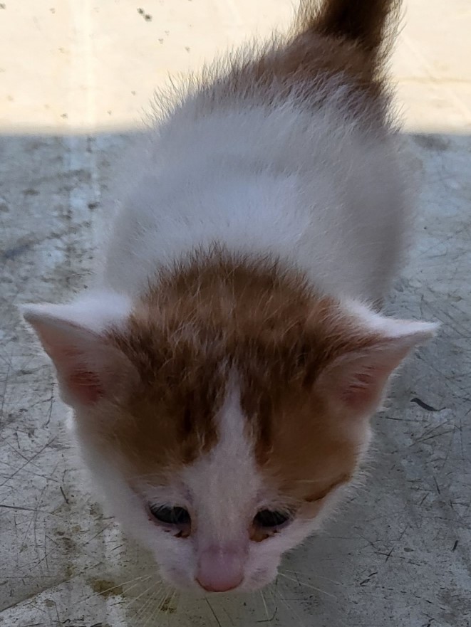 밀양시동물보호센터_448536202300909