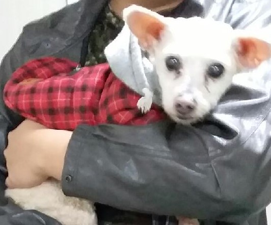 대구유기동물보호협회_427347202300305