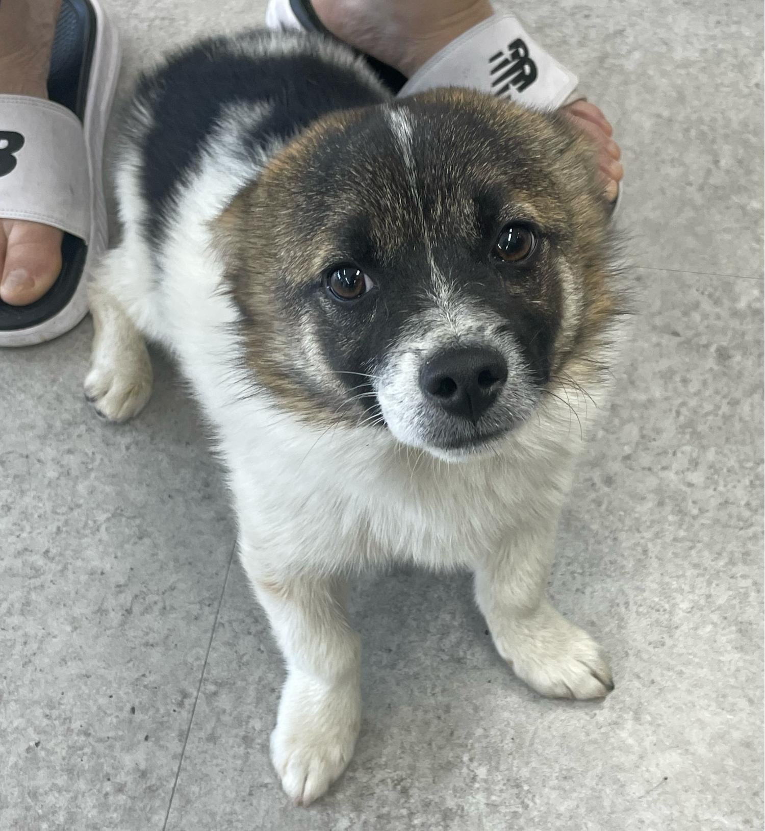 경주동물사랑보호센터_447505202300405