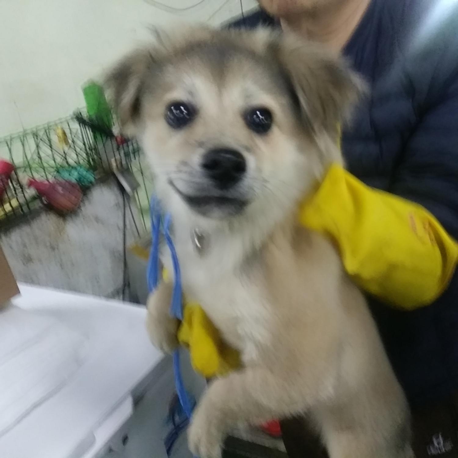 인천광역시수의사회_428352202300147