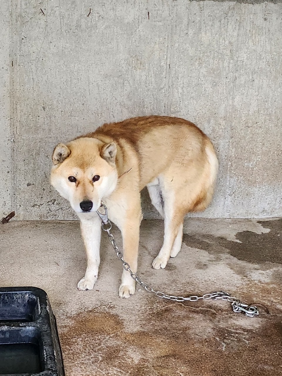 영주시 동물보호센터_447509202300088