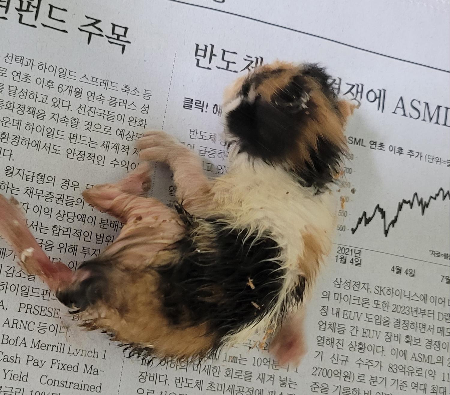 대구유기동물보호협회_427345202300245