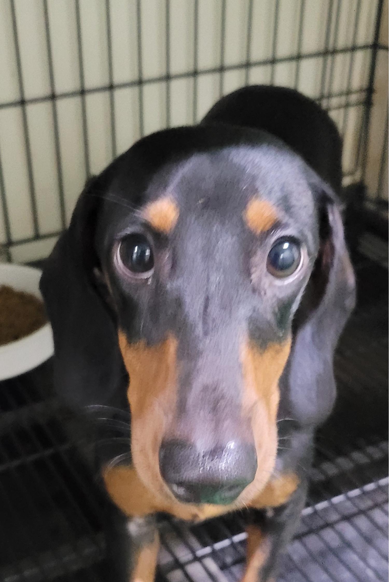 대구유기동물보호협회_427344202300121