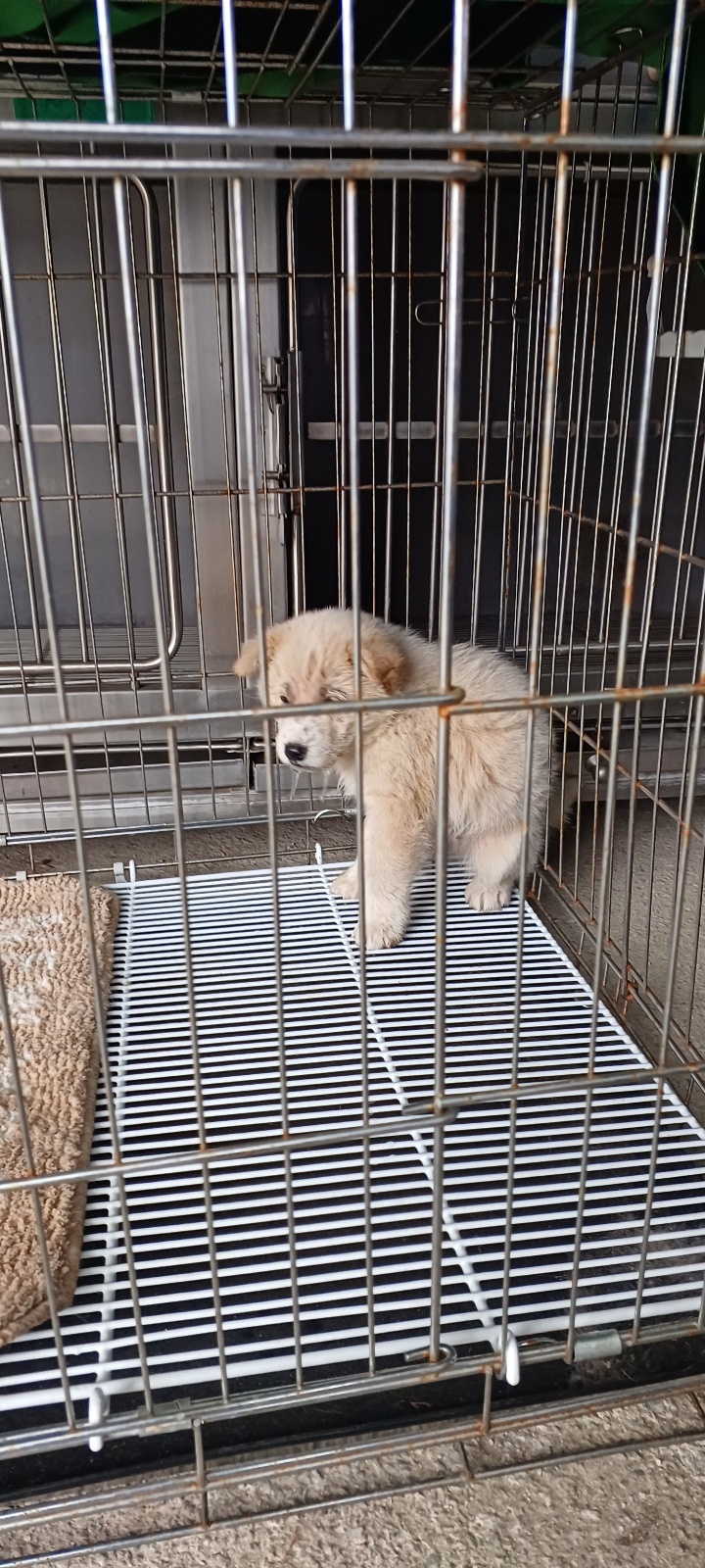 홍천군유기동물보호소_442425202300247