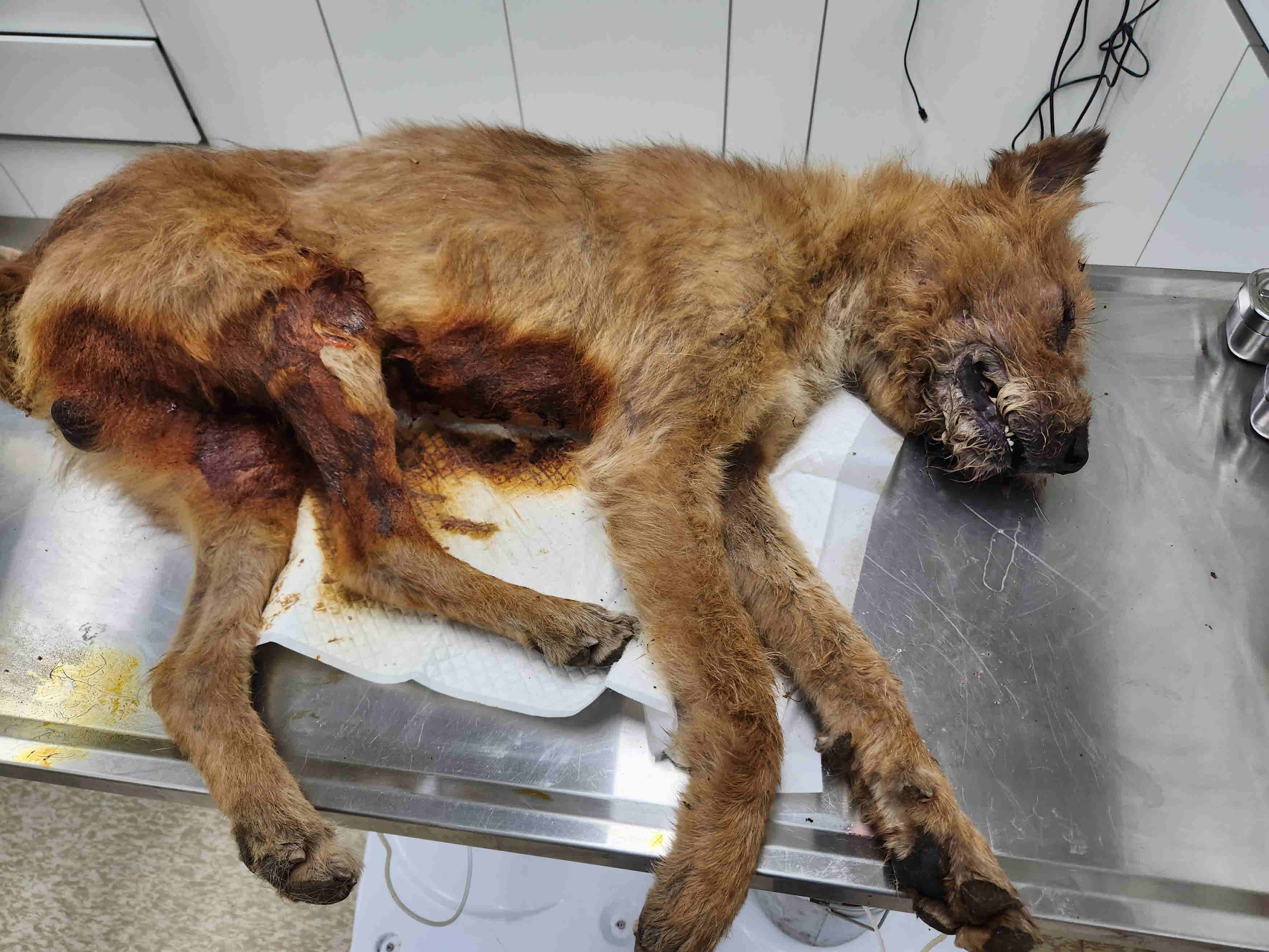 남양주시동물보호센터_441399202300999