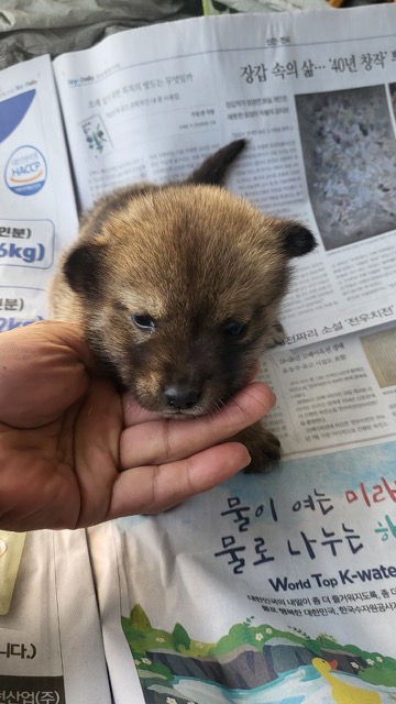 불갑동물임시보호소_446497202300201