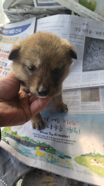 불갑동물임시보호소_446497202300200