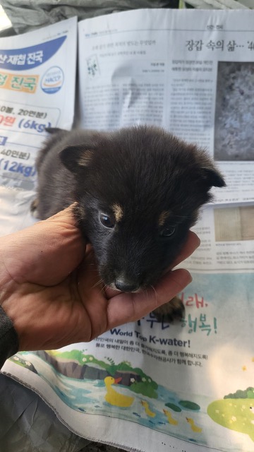 불갑동물임시보호소_446497202300202