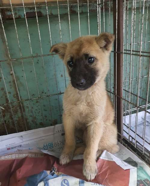 김천시 동물보호센터_447506202300124