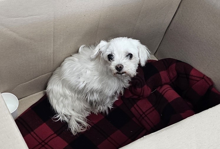강릉시 동물사랑센터_442420202300184