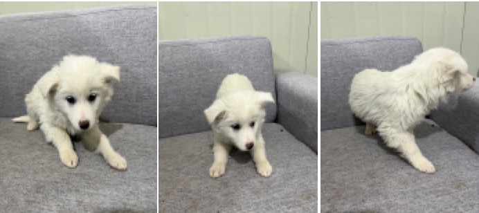 부산동물보호센터_426325202300089