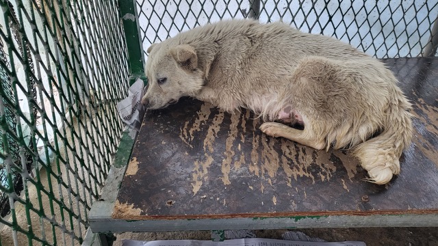 불갑동물임시보호소_446497202300205