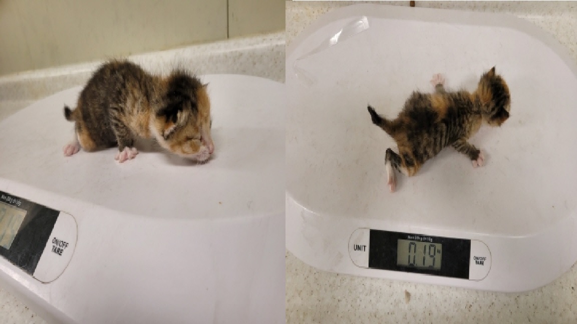 누리동물병원_426335202300093