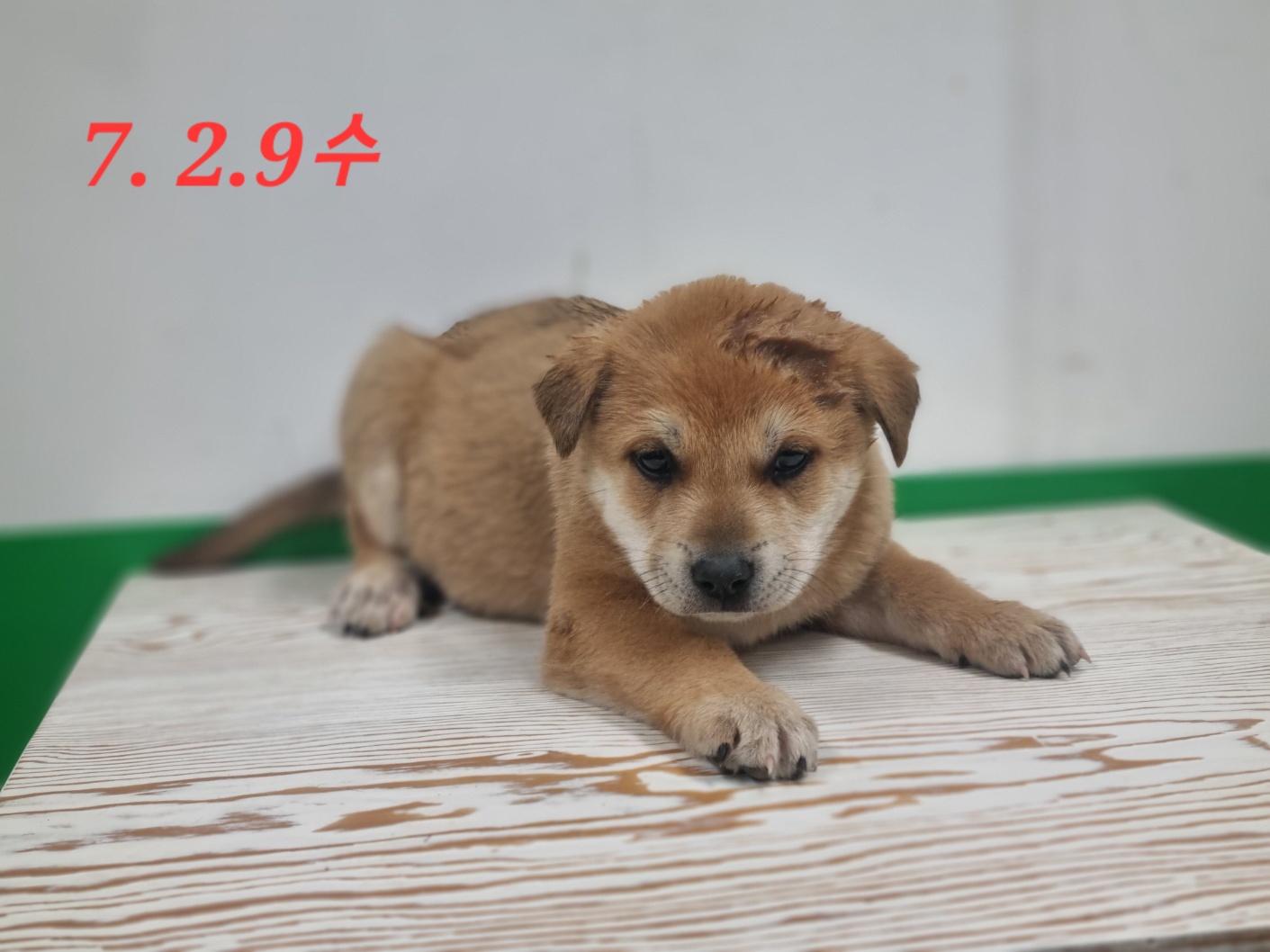 고양시동물보호센터_441394202300919