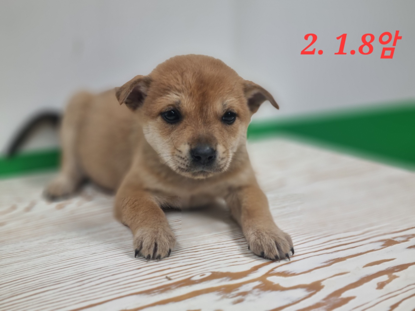 고양시동물보호센터_441394202300920