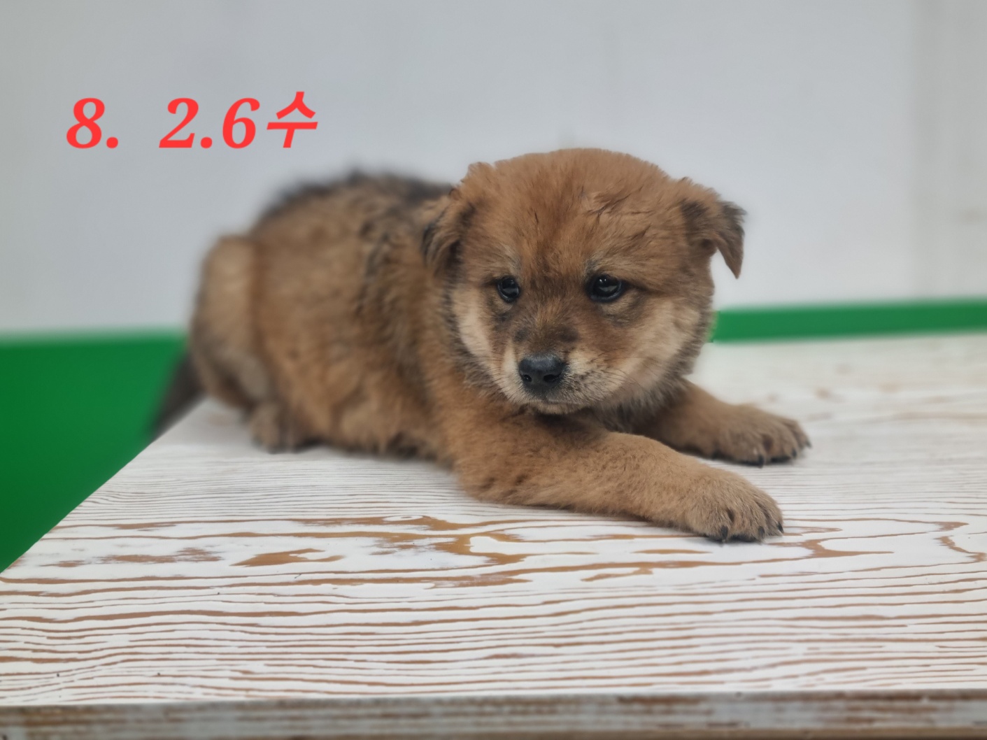 고양시동물보호센터_441394202300926