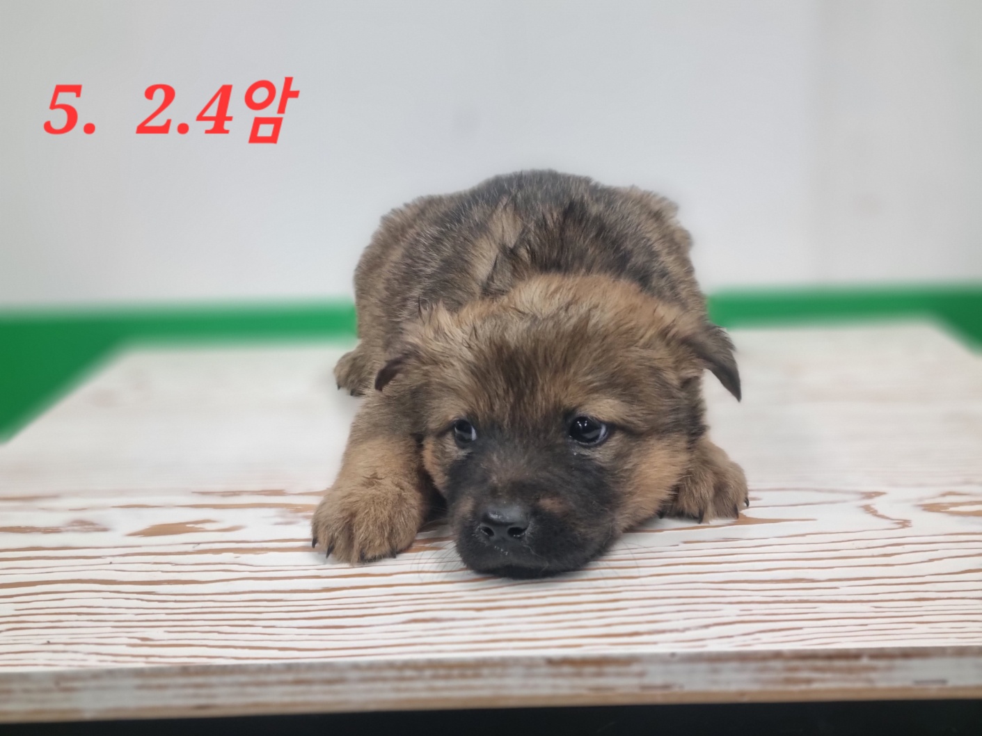 고양시동물보호센터_441394202300923