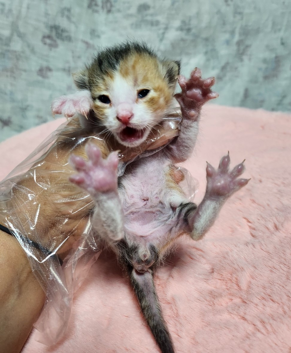 울산유기동물보호센터_431369202300289