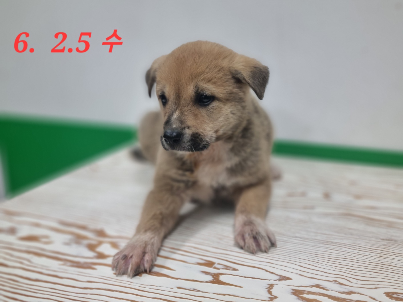 고양시동물보호센터_441394202300924