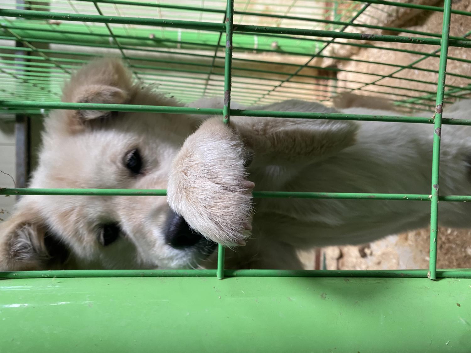 울산유기동물보호센터_431369202300294