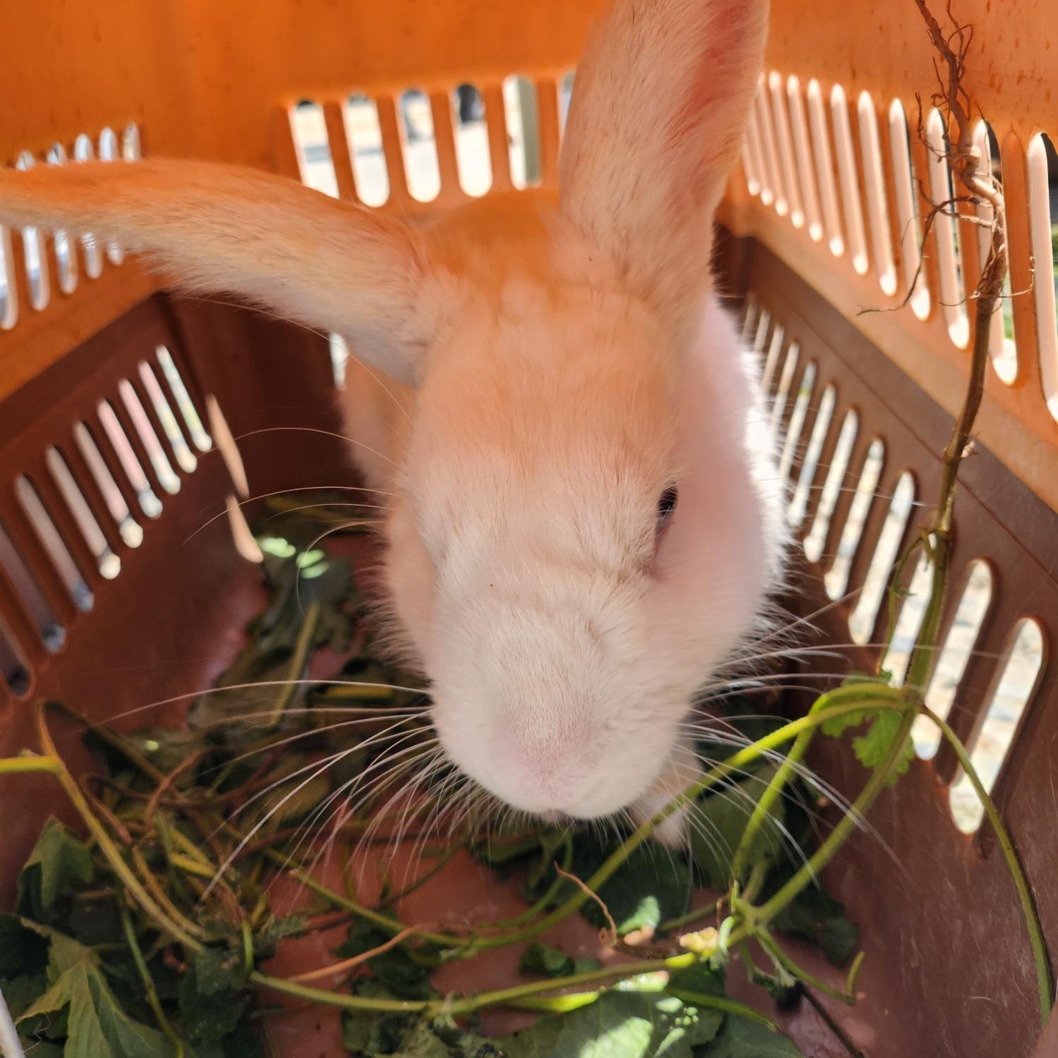 울산유기동물보호센터_431370202300297
