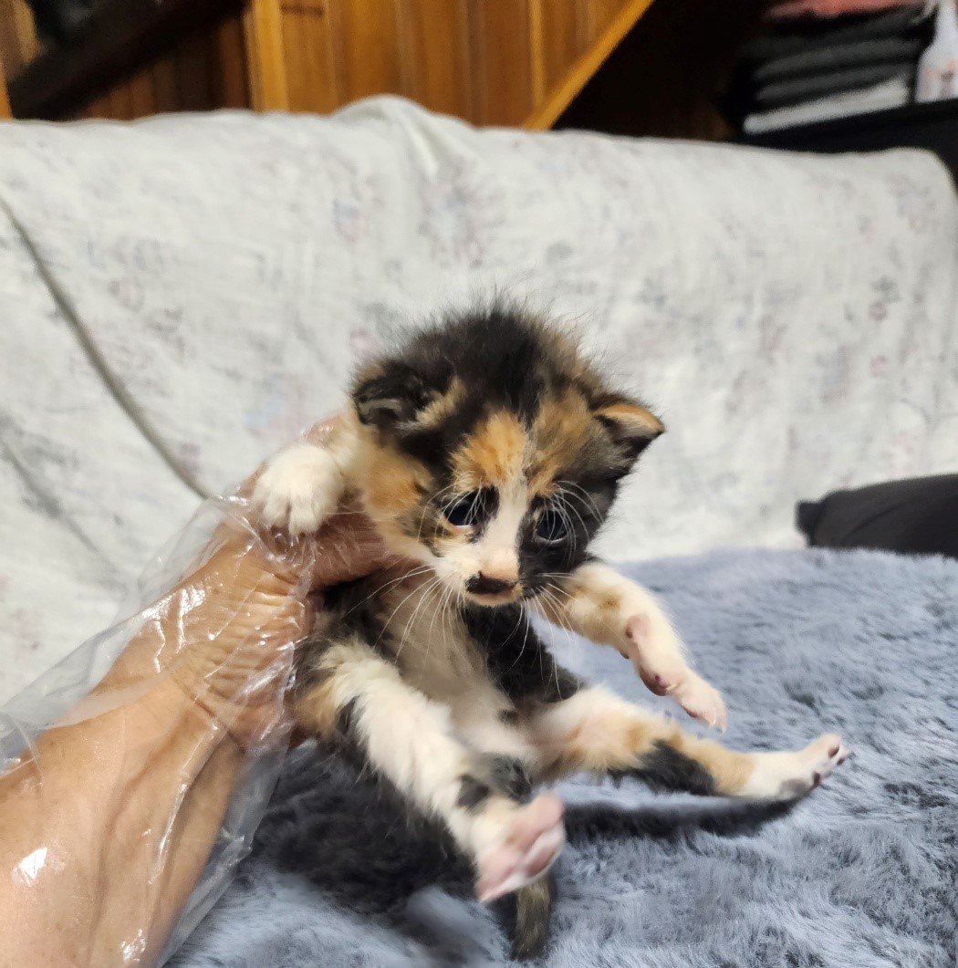 울산유기동물보호센터_431373202300410