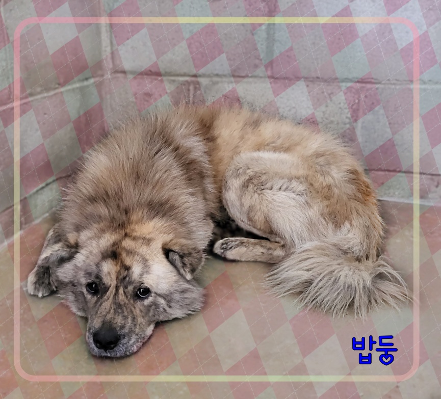 군산유기동물보호센터_445467202300663