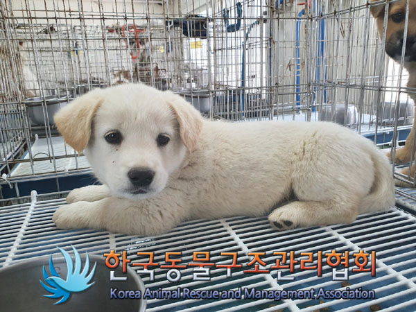한국동물구조관리협회_441414202300291