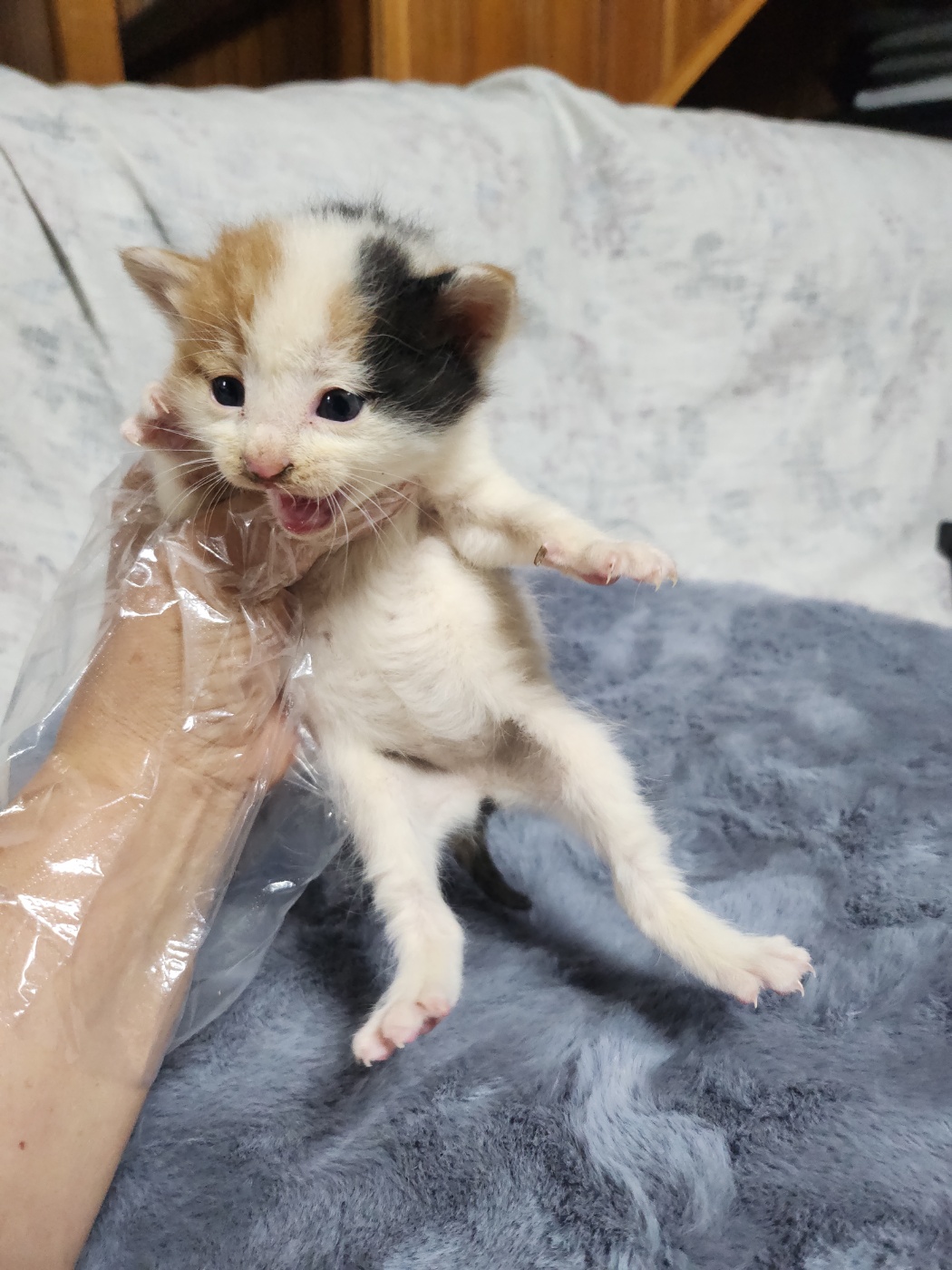울산유기동물보호센터_431373202300412