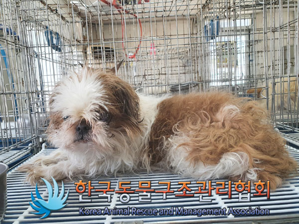 한국동물구조관리협회_411305202300176