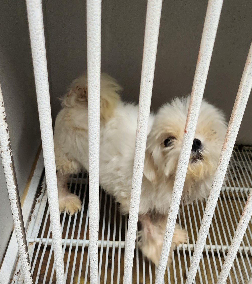 울산유기동물보호센터_431373202300413