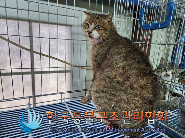 한국동물구조관리협회_441382202300295