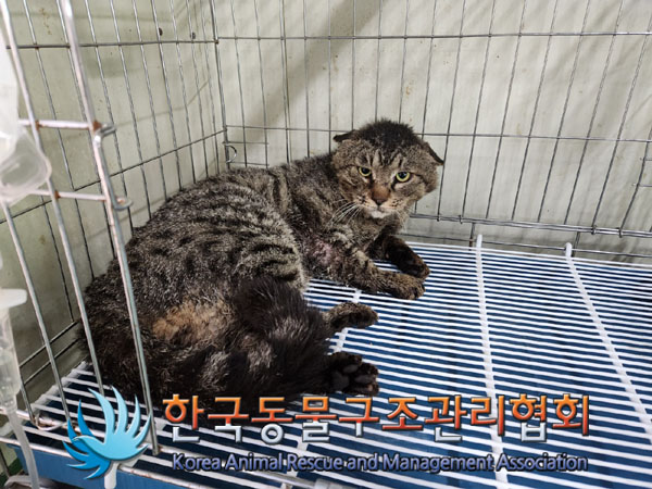 한국동물구조관리협회_441409202300638