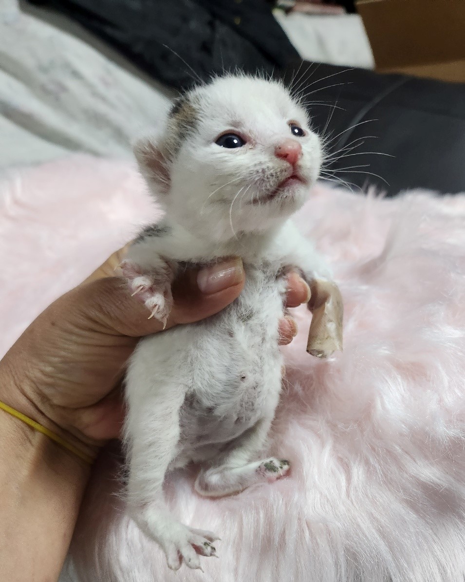 울산유기동물보호센터_431373202300416