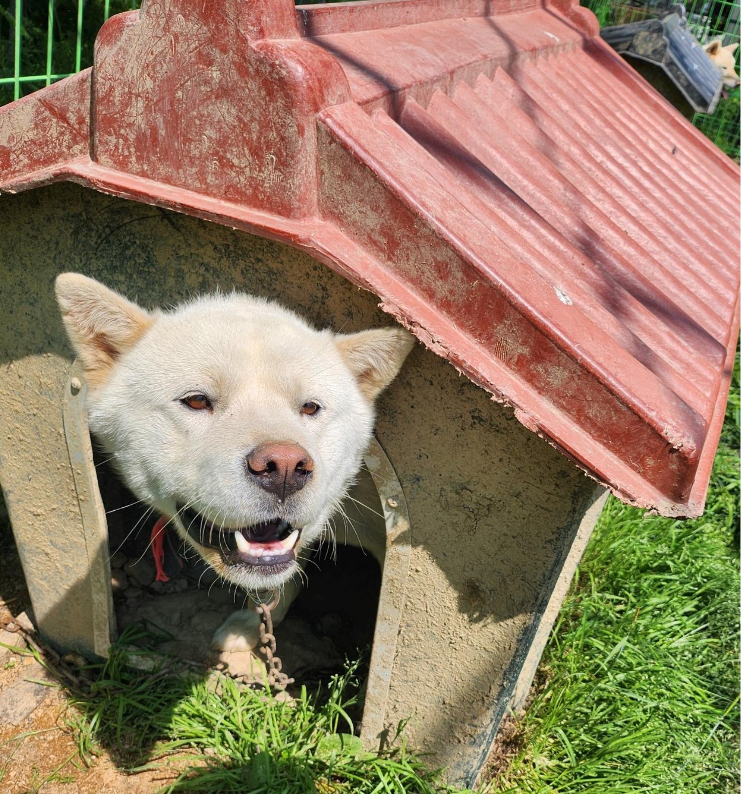 울산유기동물보호센터_431373202300414