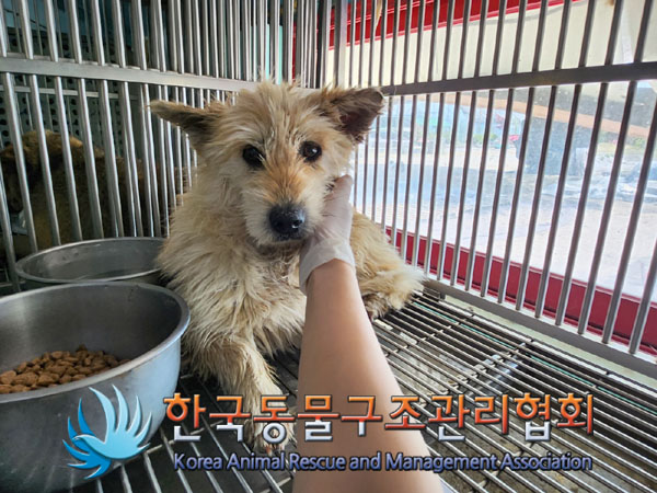 한국동물구조관리협회_441414202300294